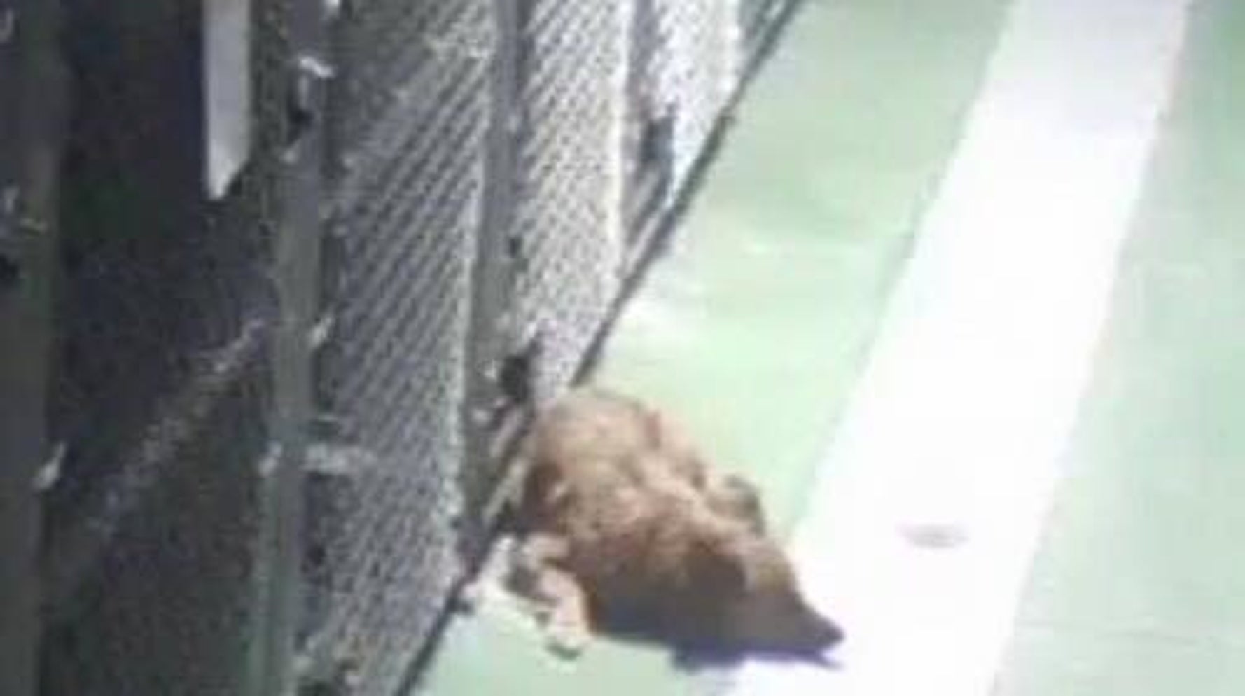 Dog Escapes Cage To Comfort Rescue Puppies During Their First Night In