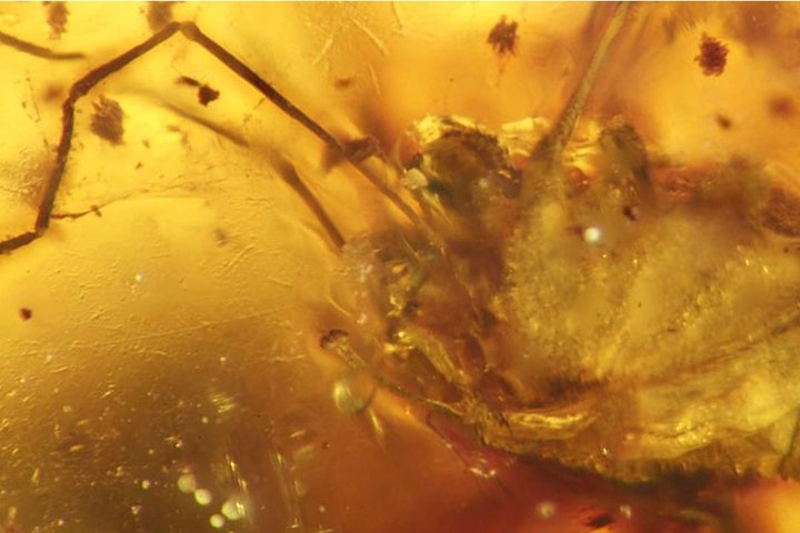 The ancient arachnid, Halitherses grimaldii, and its erection preserved in amber.