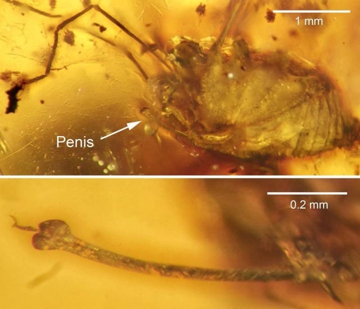 The erect penis of <em>H. grimaldii</em> preserved in amber.