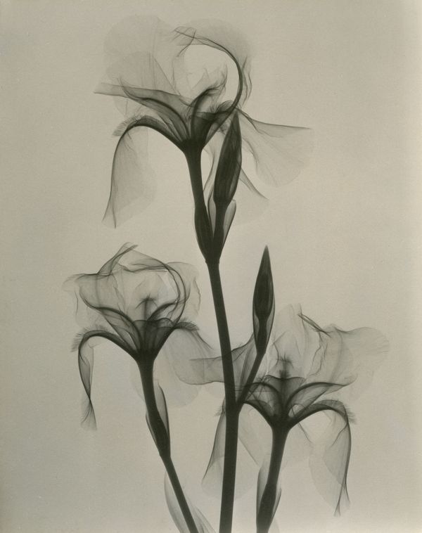 Vintage Floral X-Rays Reveal The True Beauty Of Our Favorite Flowers ...