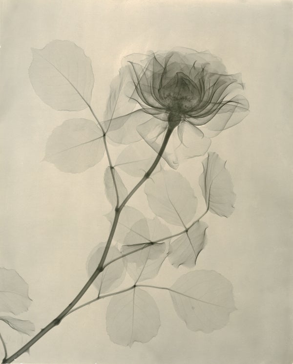 Vintage Fl X Rays Reveal The True Beauty Of Our Favorite Flowers A Rose