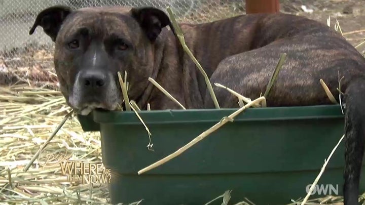 Linda Blair knew nothing about pit bulls except the negativity she'd heard on the news. Then, this sweet stray pup followed h