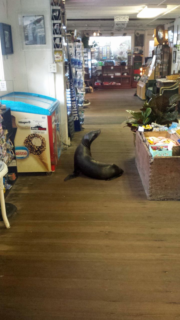 The sea lion gets comfortable.