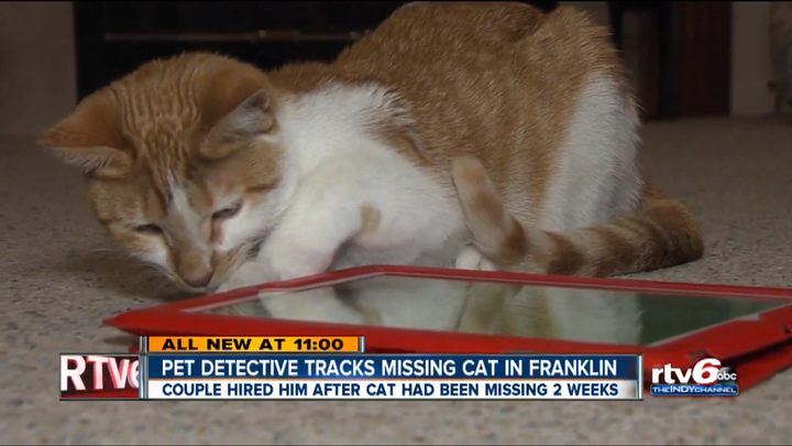 Marmalade, a 7-month-old cat, is seen after being reunited with her owners in Franklin, Indiana.