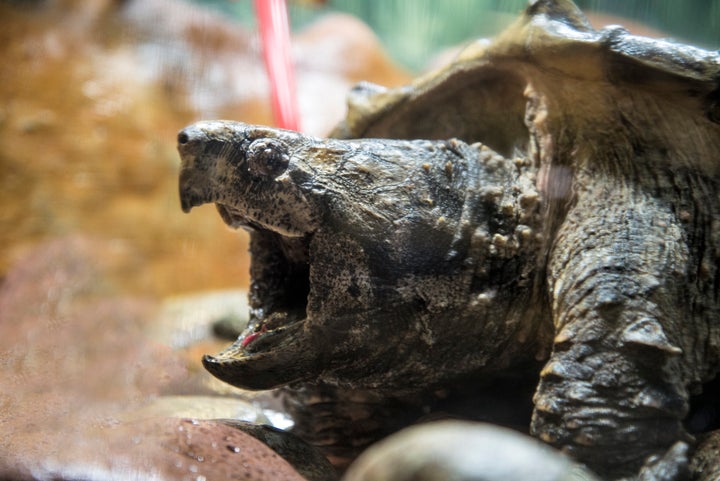 An alligator snapping turtle