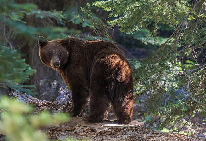 A black bear is seen in Sequoia National Park in California.