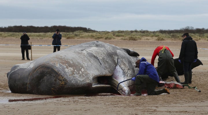 A pathologist from London Zoo performs an autopsy on a dead sperm whale on Hunstanton beach in Norfolk, eastern England, on Friday.