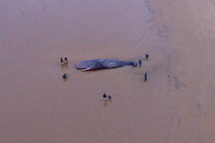 Crowds gather as a sperm whale lies dead after becoming stranded on a beach in Hunstanton, England, on Friday.