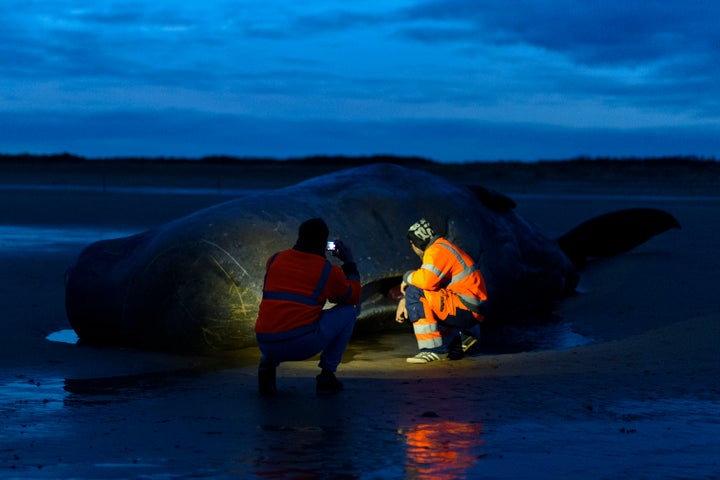 The whale which died on Friday is the 29th to have died after beaching in Europe in the past two weeks.