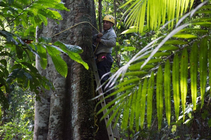 Luis Aguilar of the Smithsonian Tropical Research Institute measures a tree's diameter on Panama's Barro Colorado Island as part of the research.