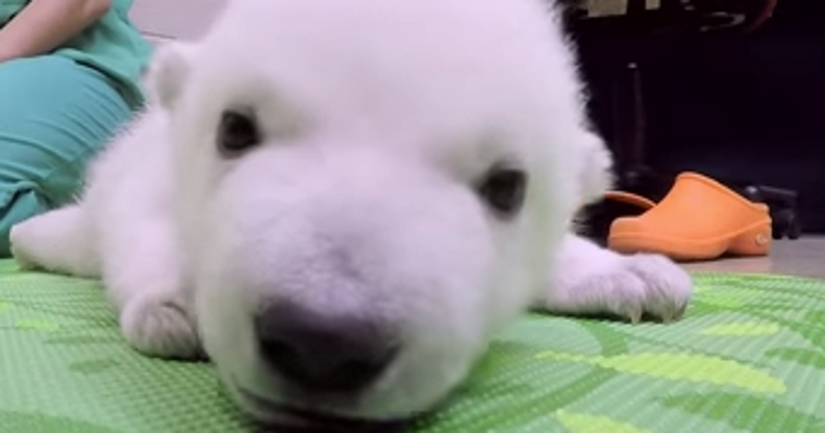 Adorable Polar Bear Cub Nora Grows Up Before Your Very Eyes | HuffPost ...