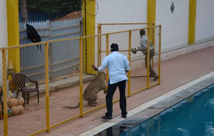 Gubbi, right, appears to run from the leopard after it entered a high school on Feb. 7, 2015.