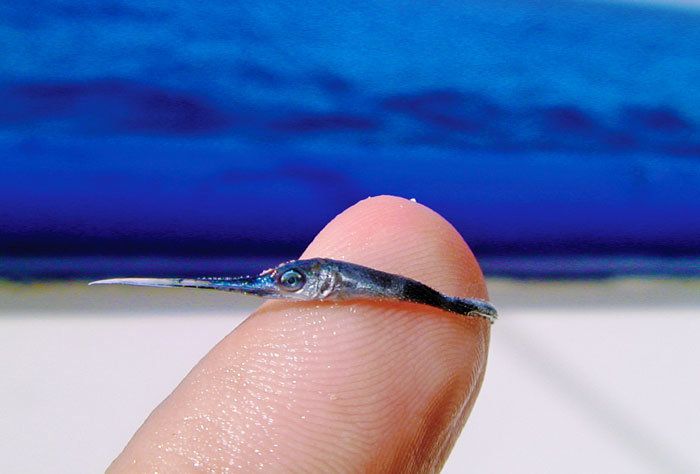 This teeny fish grows to an average of 250 to 325 pounds.