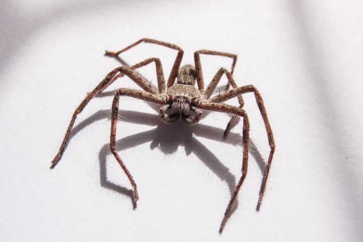 Huntsman spiders are not dangerous to humans though they will bite if being threatened.