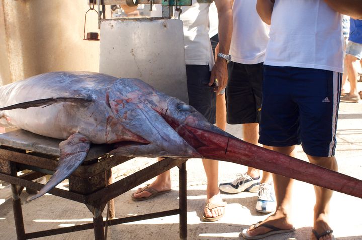 Swordfish (Xiphias gladius) illegally caught due to driftnet fishing being weighed before it is confiscated by Italian authorities, Italy.