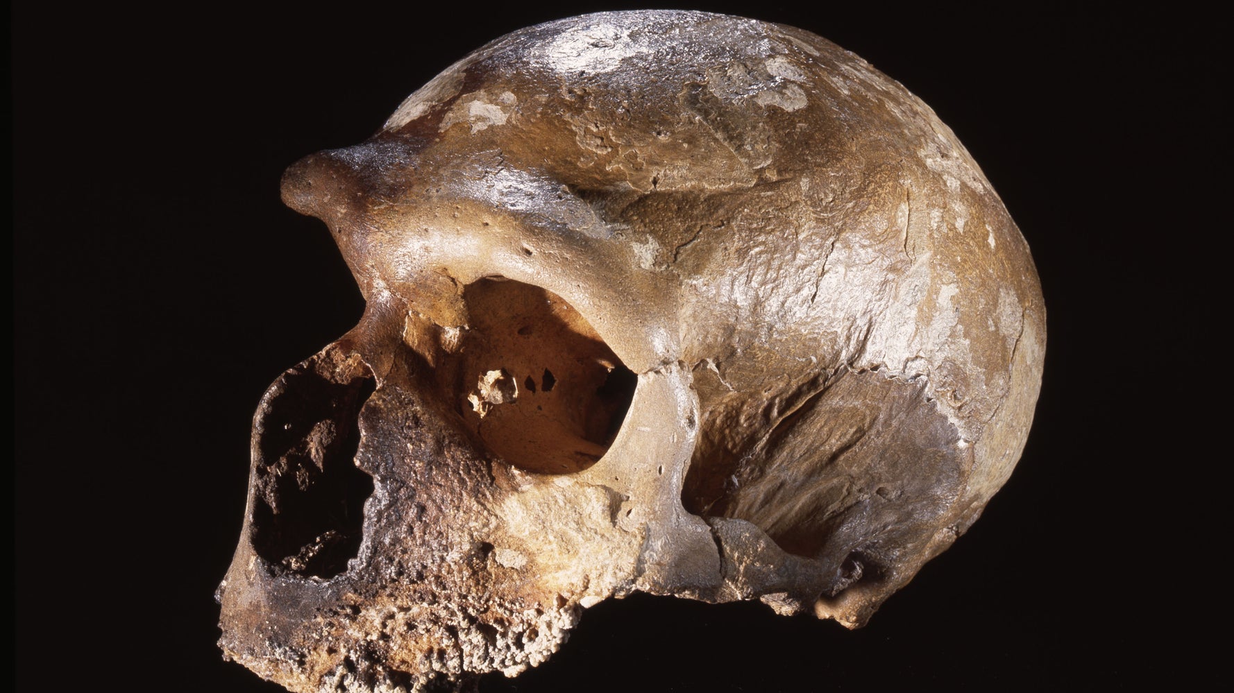 A Skull Bone Discovered in Greece May Alter the Story of Human Prehistory -  The New York Times