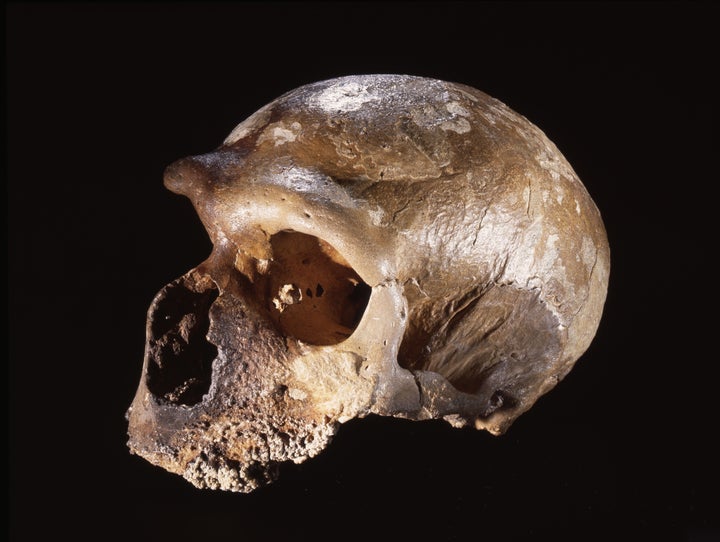 A Neanderthal skull. A new study suggests the species went extinct because it couldn't compete with modern humans. 