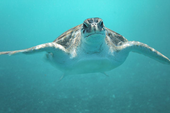 Green sea turtles, like Alby and the one seen here, are listed as endangered species internationally.