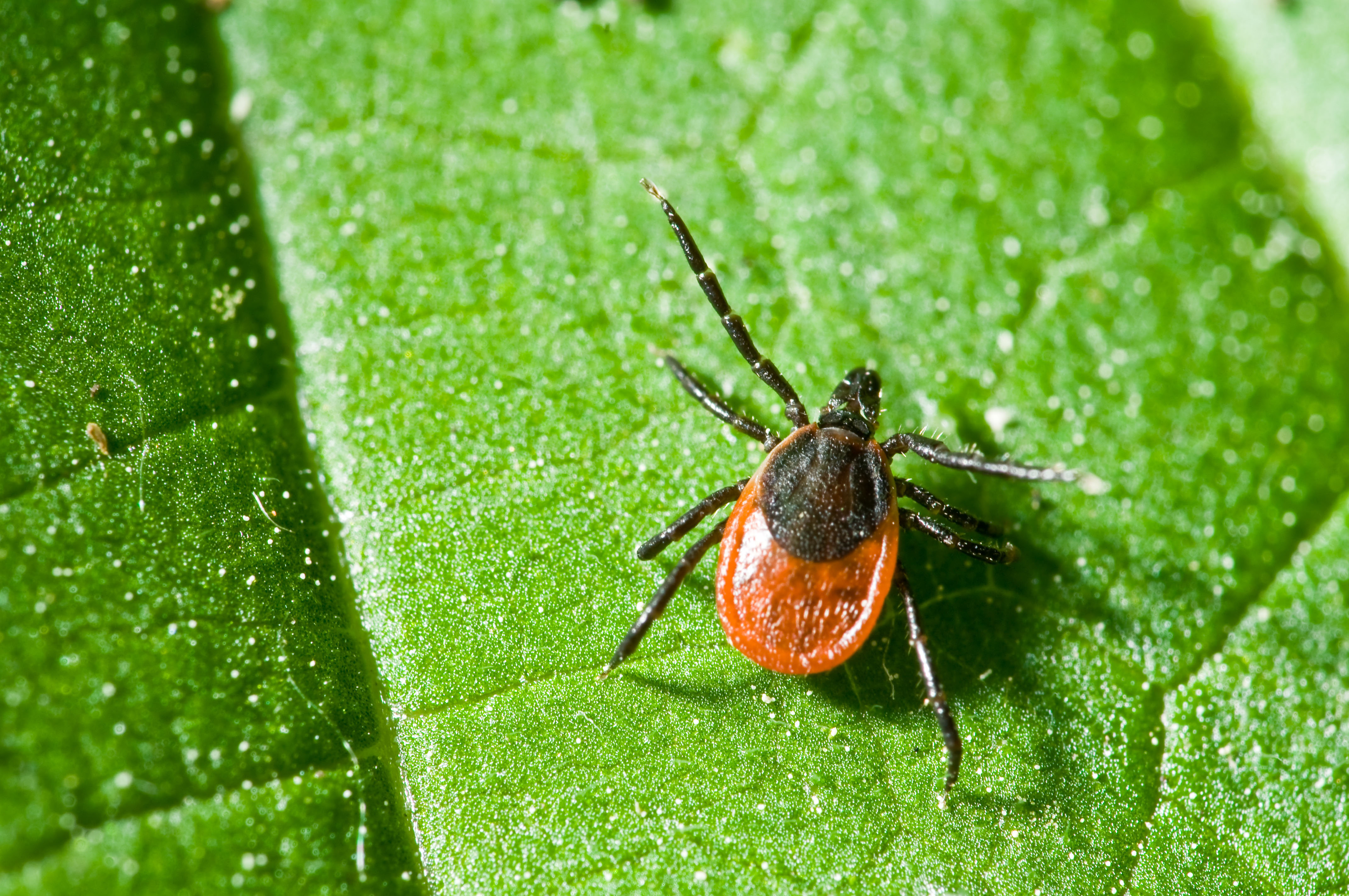 Scientists Discover New Bacteria Responsible For Lyme Disease   56ba207f1f00007f00217a1a 