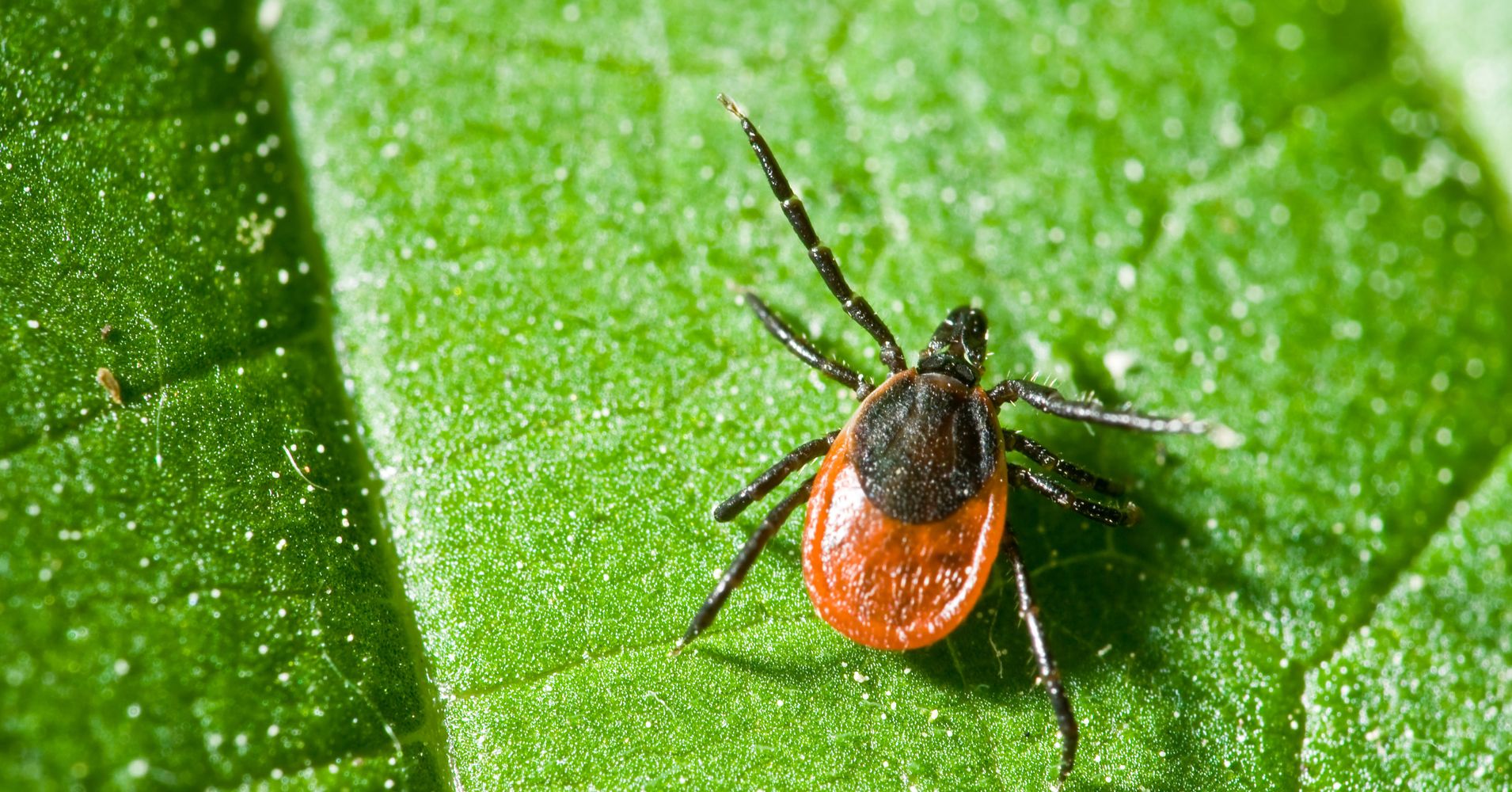 What Type Of Bacteria Causes Lyme Disease