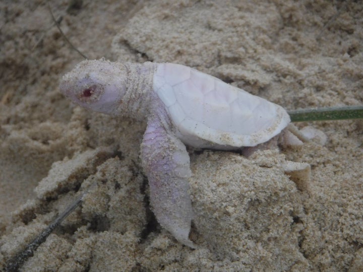 Extremely Rare Albino Sea Turtle Hatches On Australian Beach