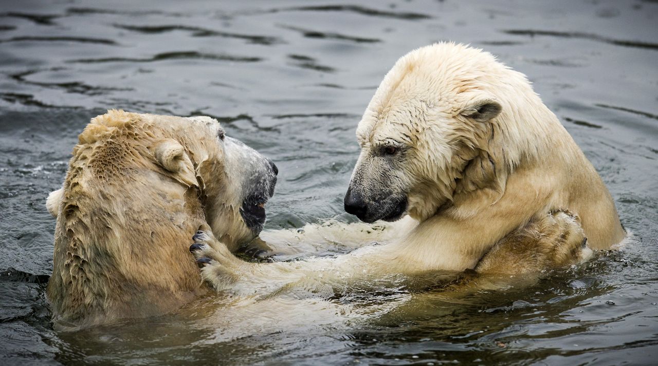 Polar bears Freedom and Viktor cuddle each other in the water at the Ouwehands Zoo in Rhenen on January 23, 2014. The two bears were reunited after three years.