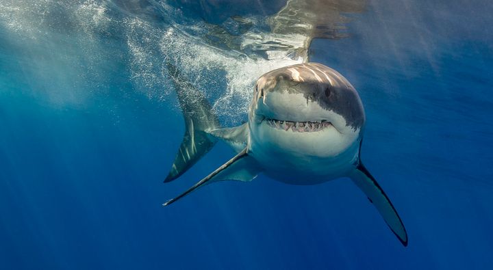 There were 98 unprovoked shark attacks worldwide in 2015, including six fatalities.