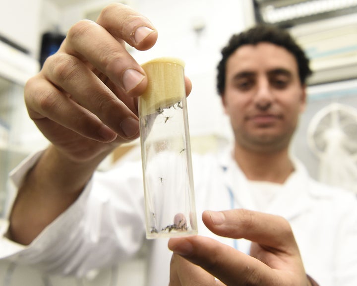 A lab worker holds a vial containing Aedes aegypti mosquitos, the type that can carry Zika virus, at the IAEA Laboratories in Austria.