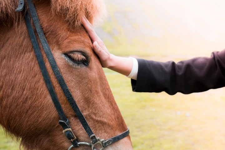 Horses' heart rates increased at a faster rate when they viewed photos of an angry facial expression.