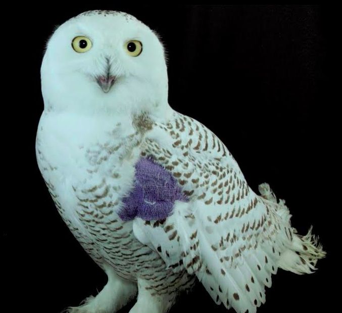 Hedwig wears a purple patch to protect her wing. 
