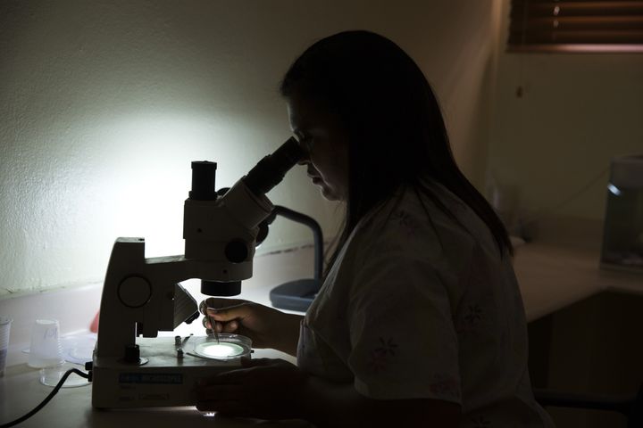 Yira Paulino, an entomologist, works with Aedes aegypti mosquitoes that carry the Zika virus at a laboratory of the National Center for the Control of Tropical Diseases (CENCET) in Santo Domingo, Dominican Republic on February 10, 2016.