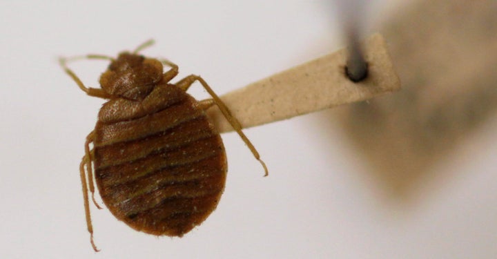 The Reason Bed Bugs Won T Go Away Huffpost Life