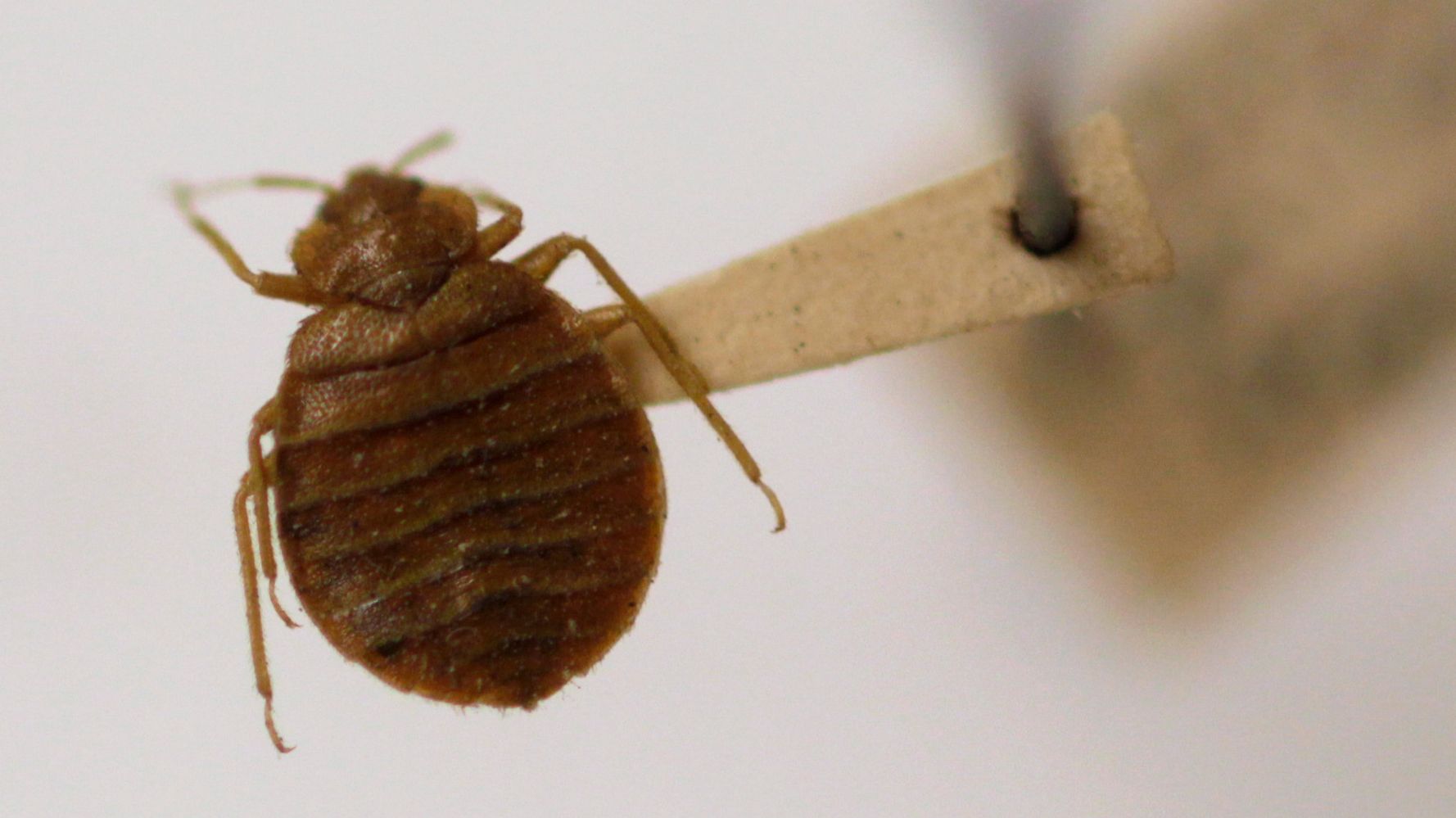 The Reason Bed Bugs Won T Go Away Huffpost Life