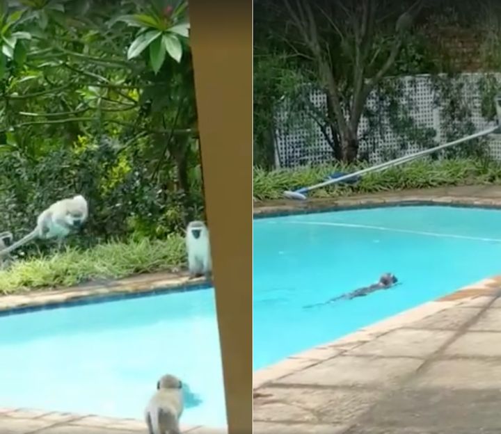 Monkeys are seen overtaking a South African swimming pool to cool off on a hot summer day.