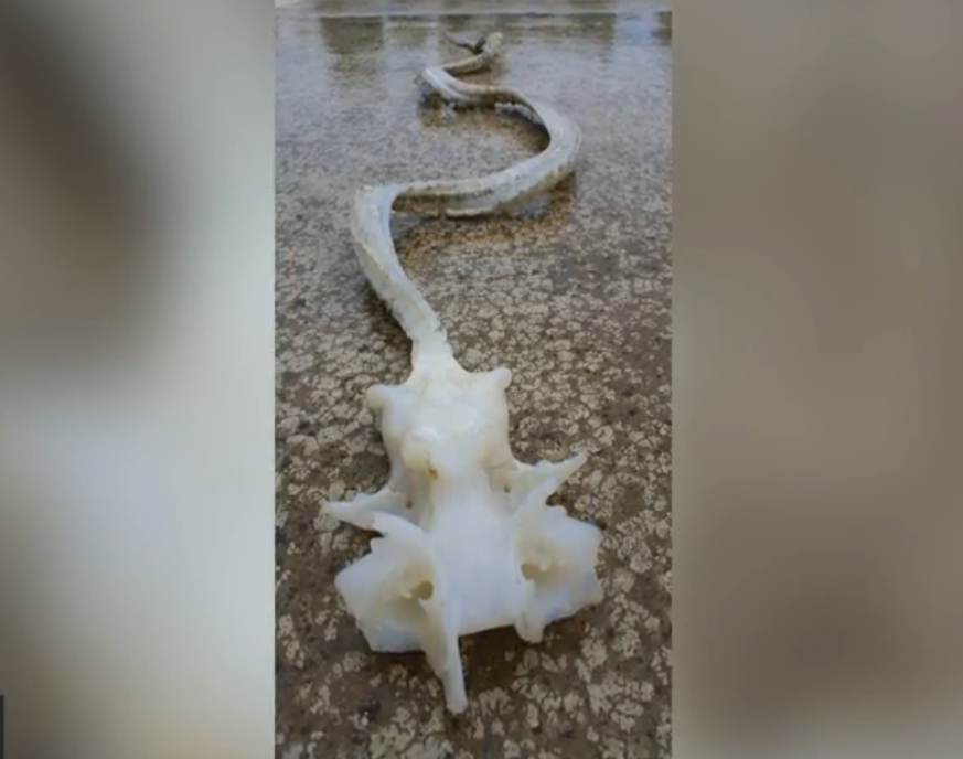 When Maria Lombard found this bizarre-looking creature off the shore of Waitarere Beach, New Zealand, she thought it might be