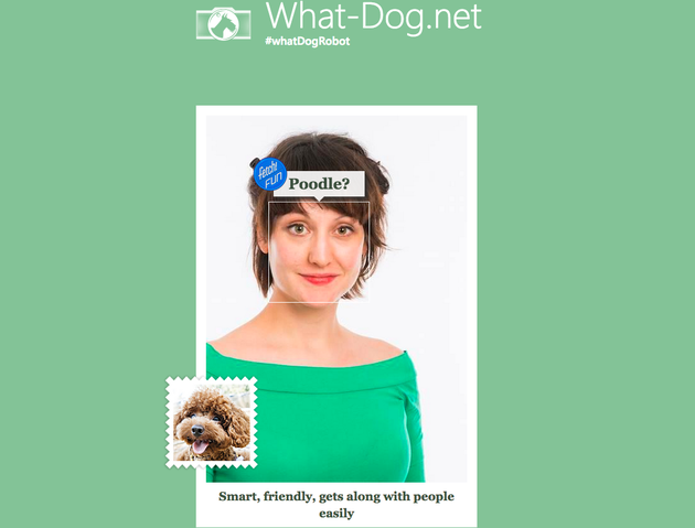 あなたに似ている犬 を教えてくれるサイトが登場 ハフポスト あなたに似ている犬 を教えてくれるサイトが登場 ハフポスト