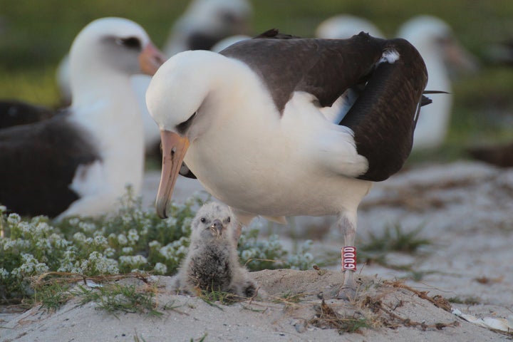 Wisdom's mate and Kūkini share a bonding moment.