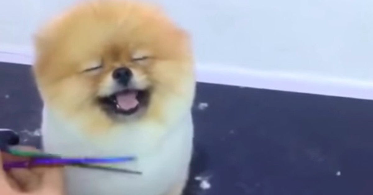 You Will Never Feel As Good As This Pomeranian Getting A Haircut ...