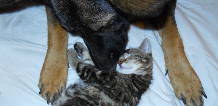 These two are anything but fighting like cats and dogs.