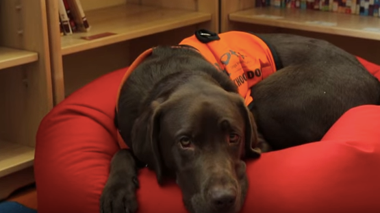 Fernie is an educational assistance dog who helps children in a U.K. school.