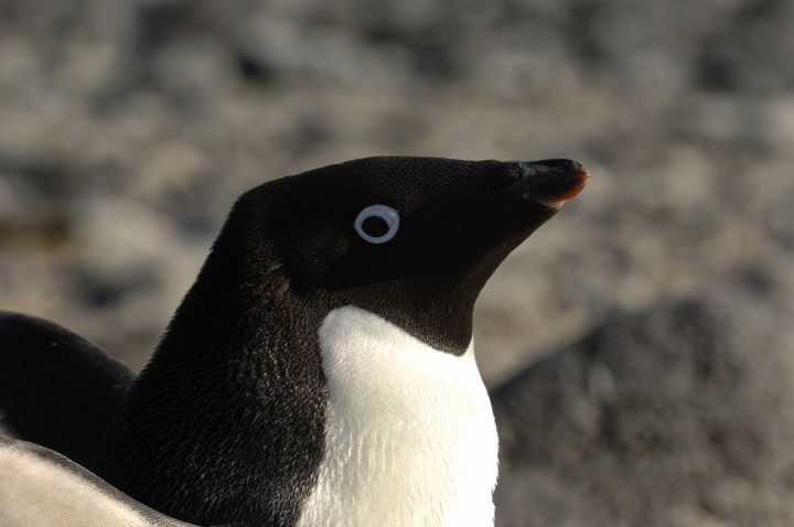 An Adelie penguin.