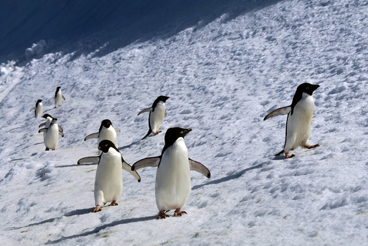 Adelie and Chinstrap penguins walk along snowbank on Laurie Island in 1994.