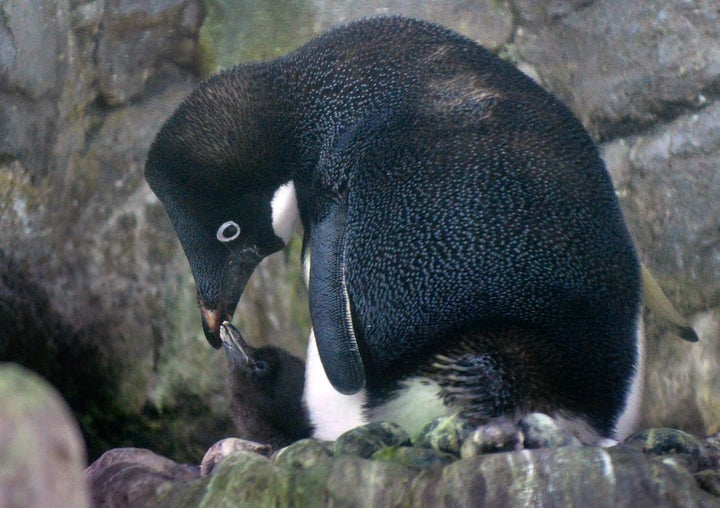 A baby Adelie penguin and mother share a moment at the Osaka Aquarium Kaiyukan on July 26, 2013.