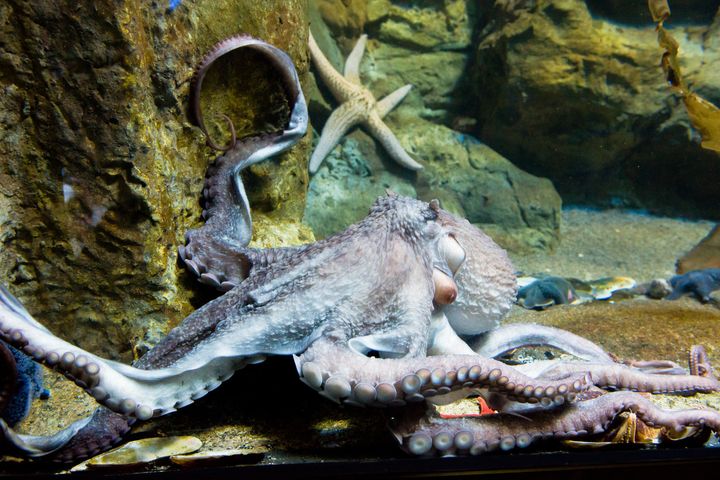 Giant Pacific octopuses, such as the one pictured, start looking for sex shortly before the end of their lives.