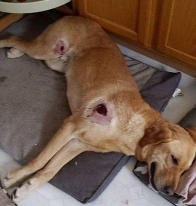 Three-year-old Hatchi is seen on the mend after returning home last week with two bullet wounds.