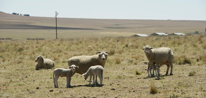 Sheep seen on Manie van Rooys farm on November 6, 2015 near Frankfort, South Africa. Free State farmers have been severely affected by what is considered as the worst drought since 1992.