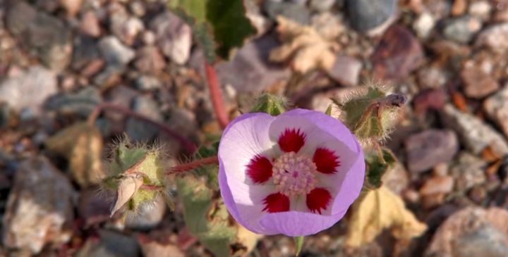 Life in Death Valley.