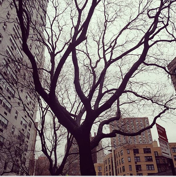Wintry tree in New York's East Village, filtered with Valencia.