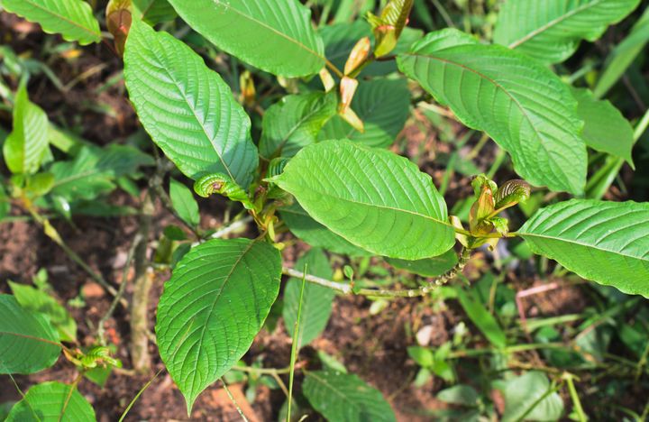 A Mitragyna speciosa korth plant, also known as kratom. A number of states are trying to ban it in response to concerns about drug abuse.