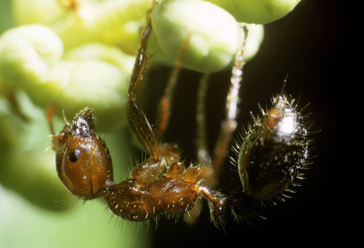 Alfredo Beltrán Leyva is known by the alias "El Mochomo," or "fire ant," reportedly a reference to his temper. 